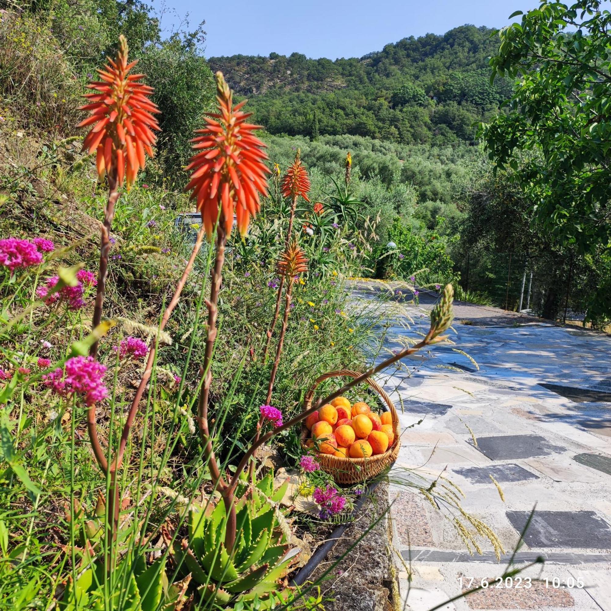 Villa Berio Due - Tuija Villa Viani Luaran gambar